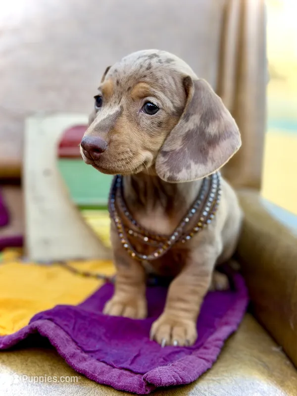 Kira  – Miniature Dachshund puppy for sale in Visalia, CA
