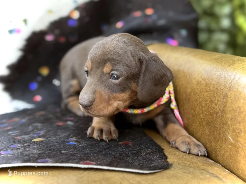 Raya  – Miniature Dachshund puppy on hold in Visalia, CA