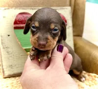 Raisin, a female Dachshund and Miniature Dachshund for sale in Visalia, CA – Photo 1 of 5