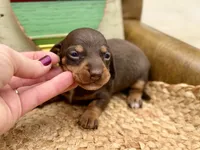 Raisin, a female Dachshund and Miniature Dachshund for sale in Visalia, CA – Photo 2 of 5