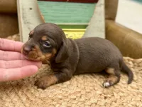 Raisin, a female Dachshund and Miniature Dachshund for sale in Visalia, CA – Photo 3 of 5