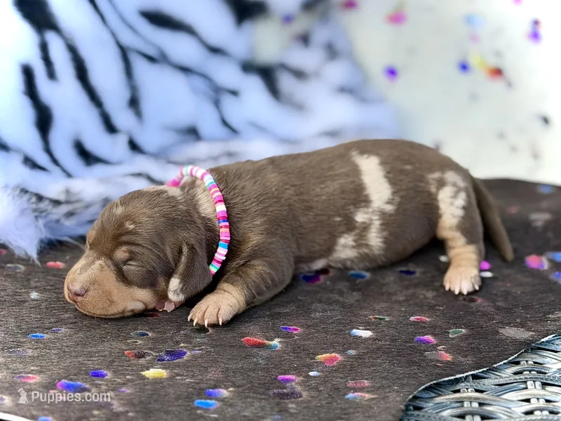 Morgan  – Miniature Dachshund puppy for sale in Visalia, CA