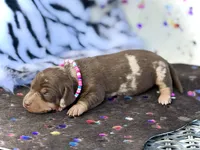 Morgan , a female Miniature Dachshund for sale in Visalia, CA – 1 of 5