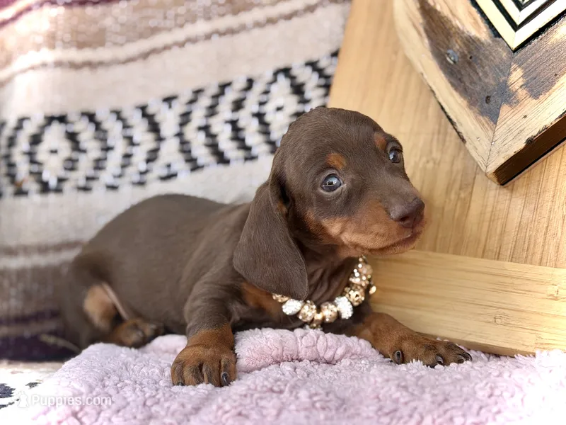Raya  – Miniature Dachshund puppy on hold in Visalia, CA