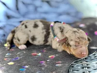 Tilly *TINY*, a female Miniature Dachshund for sale in Visalia, CA – 5 of 6