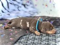 Douglas , a male Miniature Dachshund for sale in Visalia, CA – 2 of 4