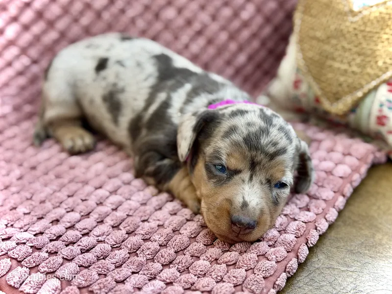 Pixie  – Miniature Dachshund puppy on hold in Visalia, CA