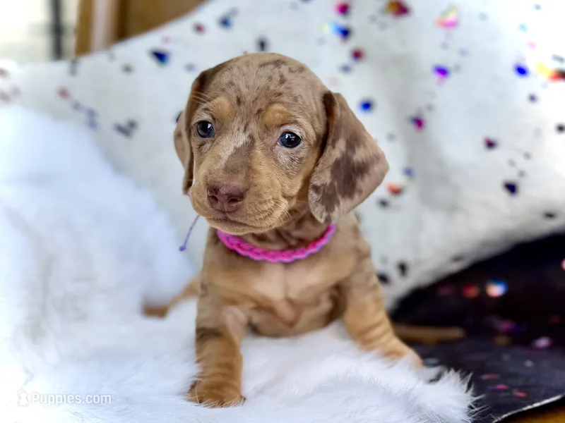 Kira  – Miniature Dachshund puppy for sale in Visalia, CA