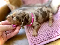 Margo, a female Miniature Dachshund for sale in Visalia, CA – 4 of 5