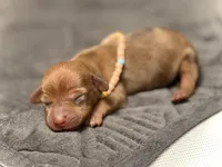 Summer , a female Miniature Dachshund for sale in Visalia, CA – 3 of 3