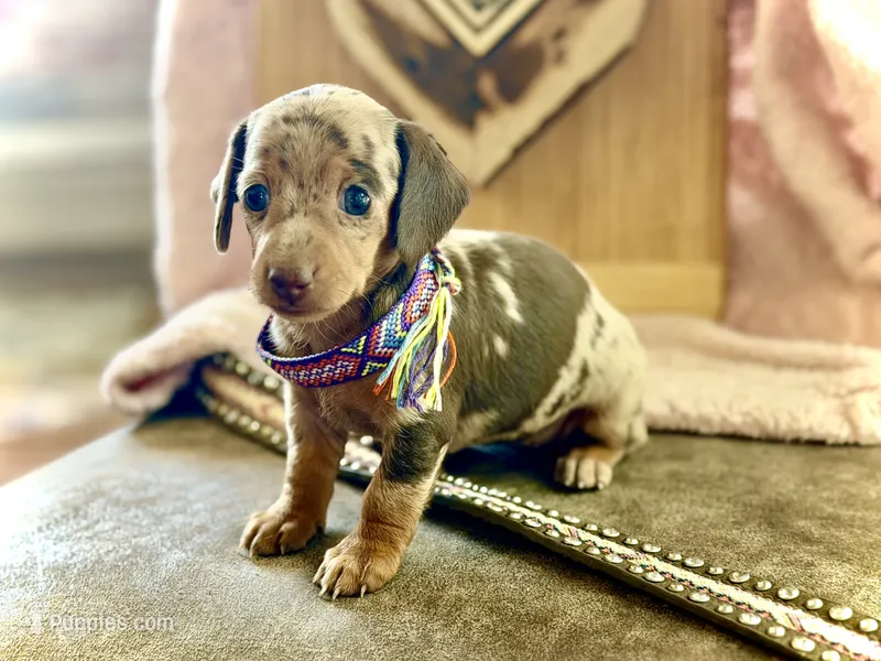 Tilly *TINY* – Miniature Dachshund puppy on hold in Visalia, CA