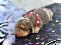 Trucky, a male Miniature Dachshund for sale in Visalia, CA – 3 of 4