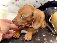 Summer , a female Miniature Dachshund for sale in Visalia, CA – 8 of 10
