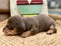 Lincoln, a male Dachshund and Miniature Dachshund for sale in Visalia, CA – Photo 2 of 4