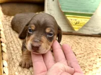 Lincoln, a male Dachshund and Miniature Dachshund for sale in Visalia, CA – Photo 4 of 4