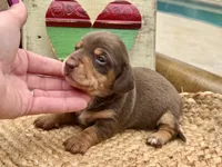 Lincoln, a male Dachshund and Miniature Dachshund for sale in Visalia, CA – Photo 1 of 4