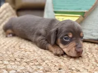 Lincoln, a male Dachshund and Miniature Dachshund for sale in Visalia, CA – Photo 3 of 4