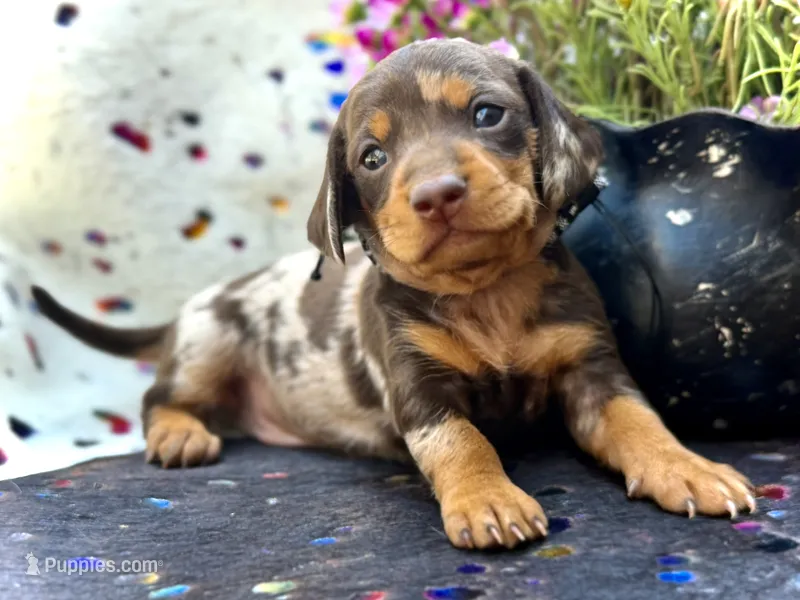 Trucky – Miniature Dachshund puppy for sale in Visalia, CA