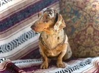 Douglas , a male Miniature Dachshund for sale in Visalia, CA – 4 of 5
