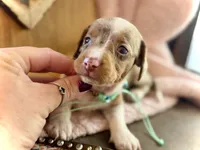 Snoodles *Blue eyes!*, a male Miniature Dachshund for sale in Visalia, CA – 6 of 9