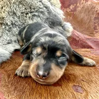 Katlyn , a female Miniature Dachshund for sale in Visalia, CA – Photo 1 of 7