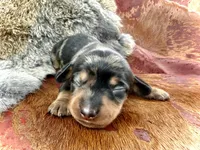 Katlyn , a female Miniature Dachshund for sale in Visalia, CA – Photo 1 of 7