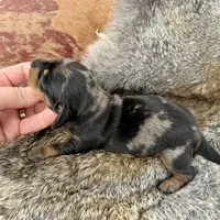 Katlyn , a female Miniature Dachshund for sale in Visalia, CA – Photo 7 of 7