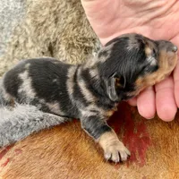 Katlyn , a female Miniature Dachshund for sale in Visalia, CA – Photo 4 of 7