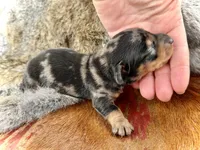 Katlyn , a female Miniature Dachshund for sale in Visalia, CA – Photo 4 of 7