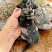 Katlyn , a female Miniature Dachshund for sale in Visalia, CA – Photo 5 of 7