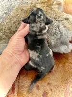 Katlyn , a female Miniature Dachshund for sale in Visalia, CA – Photo 5 of 7