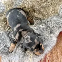 Katlyn , a female Miniature Dachshund for sale in Visalia, CA – Photo 6 of 7