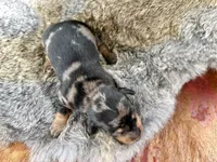 Katlyn , a female Miniature Dachshund for sale in Visalia, CA – Photo 6 of 7