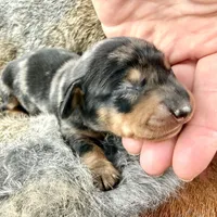 Katlyn , a female Miniature Dachshund for sale in Visalia, CA – Photo 2 of 7