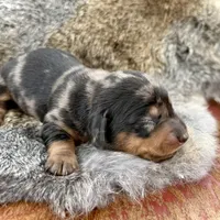 Katlyn , a female Miniature Dachshund for sale in Visalia, CA – Photo 3 of 7