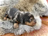 Katlyn , a female Miniature Dachshund for sale in Visalia, CA – Photo 3 of 7