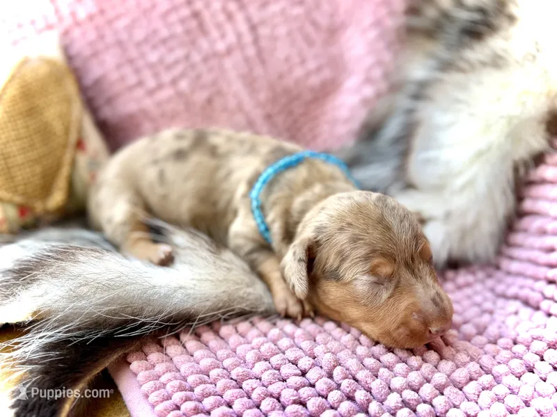 Squids  – Miniature Dachshund puppy for sale in Visalia, CA
