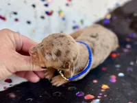 Turk , a male Miniature Dachshund for sale in Visalia, CA – 2 of 4