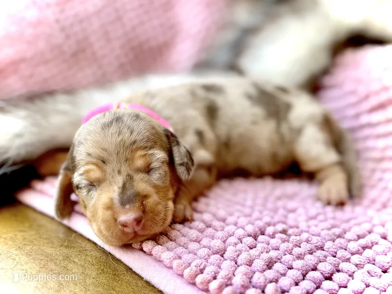 Kira  – Miniature Dachshund puppy for sale in Visalia, CA
