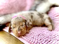 Kira , a female Miniature Dachshund for sale in Visalia, CA – 1 of 3