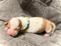 Wyatt , a male Miniature Dachshund for sale in Visalia, CA – 3 of 6