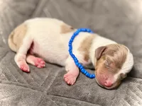 Snoodles , a male Miniature Dachshund for sale in Visalia, CA – 3 of 5