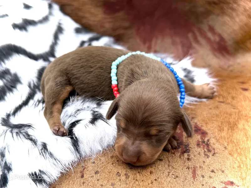 Stewy – Miniature Dachshund puppy for sale in Visalia, CA
