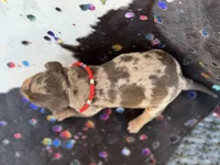 Mylo , a male Miniature Dachshund for sale in Visalia, CA – 5 of 5