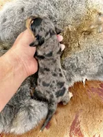 Turbo , a male Miniature Dachshund for sale in Visalia, CA – Photo 5 of 5