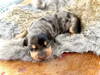 Turbo , a male Miniature Dachshund for sale in Visalia, CA – Photo 1 of 5