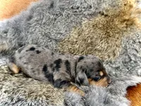 Turbo , a male Miniature Dachshund for sale in Visalia, CA – Photo 4 of 5