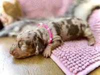 Margo, a female Miniature Dachshund for sale in Visalia, CA – 2 of 5