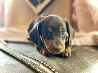 Douglas , a male Miniature Dachshund for sale in Visalia, CA – 3 of 5
