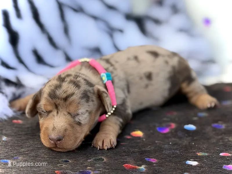 Pixie  – Miniature Dachshund puppy for sale in Visalia, CA